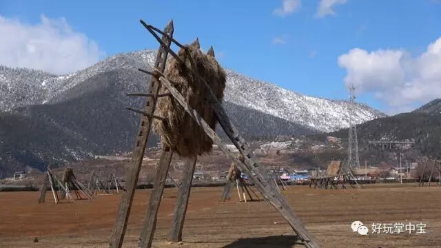 香格里拉的纳帕海依拉草原